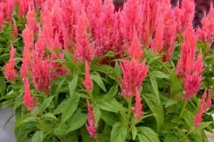 CELOSIA FLAMMA PINK 1 GAL