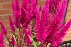 CELOSIA INTENZ LIPSTICK 1 GAL