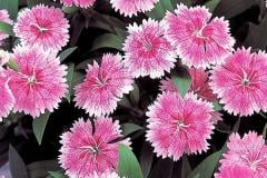 DIANTHUS TELSTAR PINK 4"