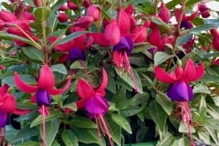 FUCHSIA BALLERINAS PIROUETTE 1 GAL & 12" HB