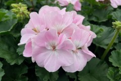 GERANIUM FANTASIA APPLE BLOSSOM 1 GAL