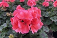 GERANIUM FANTASIA SALMON 1 GAL