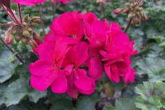 GERANIUM FANTASIA VIOLET 1 GAL
