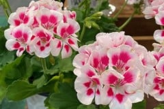 GERANIUM SAVANNAH WHITE SPLASH 1 GAL