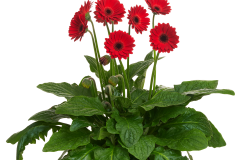 GERBERA DAISY GARVINEA SWEET CHILI 1 GAL