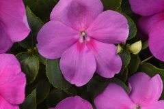 IMPATIENS WALLERIANA BEACON BLUE PEARL