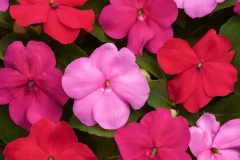 IMPATIENS WALLERIANA BEACON OTWAY MIX 4"