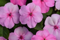 IMPATIENS WALLERIANA BEACON LIGHT PINK 4"