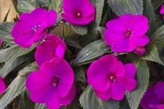 IMPATIENS SUNPATIENS COMPACT PURPLE 1 GAL