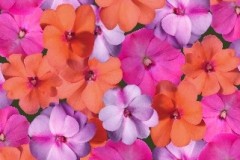 IMPATIENS SUNPATIENS COMPACT YC ISLAND BREEZE MIX QT / 8CT FLAT & 12" HB