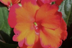 IMPATIENS SUNSTANDING APOLLO FLAME ORANGE QT / 8CT