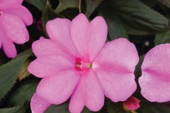 IMPATIENS SUNSTANDING LAVENDER QT / 8CT