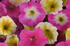 PETUNIA WAVE E3 EASY WAVE SWEET TAFFY MIX QT / 8CT