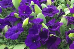 PETUNIA PRETTY FLORA MIDNIGHT 4"