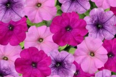 PETUNIA PRETTY FLORA YC COTTAGE MIX 4"