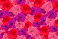 PETUNIA PRETTY GRAND YC SUNSET MIX 4"
