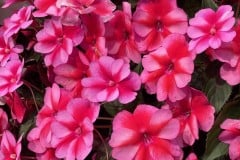 IMPATIENS SUNPATIENS COMPACT RED CANDY 1 GAL