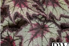 BEGONIA REX SPACE AGE BLACK HOLE PROVEN WINNER 1 GAL