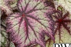 BEGONIA REX SPACE AGE EUROPA PROVEN WINNER 1 GAL