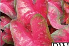 CALADIUM SHADE MIX 2- HEART TO HEART FAST FLASH PROVEN WINNER 6.5"