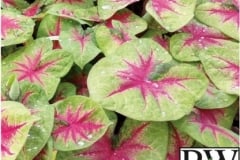 CALADIUM SHADE MIX 1 - HEART TO HEART LEMON BLUSH PROVEN WINNER 6.5"