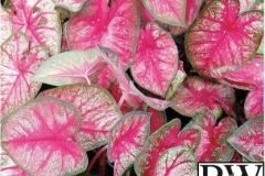CALADIUM SHADE MIX 1 - HEART TO HEART RADIANCE PROVEN WINNER 6.5"
