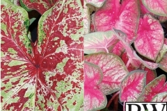 CALADIUM SHADE MIX 3 - HEART TO HEART RASPBERRY MOON & RADIANCE 6.5"