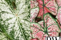 CALADIUM SHADE MIX 4 - HEART TO HEART SNOW FLURRY & SPLASH OF WINT 6.5"