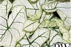 CALADIUM SHADE MIX 2 - HEART TO HEART SNOWDRIFT PROVEN WINNER 6.5"