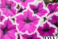PETUNIA SUPERTUNIA HOOPLA VIVID ORCHID PROVEN WINNER QT / 8CT FLAT