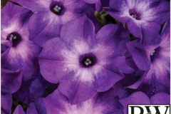 PETUNIA SUPERTUNIA BLUE TIARA PROVEN WINNER QT / 8CT FLAT