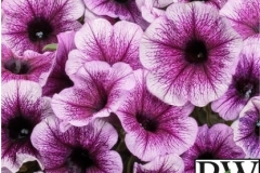 PETUNIA SUPERTUNIA BORDEAUX PROVEN WINNTER QT / 8CT FLAT