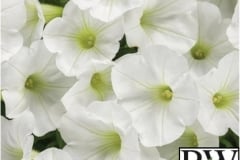 PETUNIA SUPERTUNIA MINI VISTA WHITE PROVEN WINNER QT / 8CT FLAT