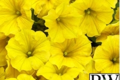 PETUNIA SUPERTUNIA MINI VISTA YELLOW PROVEN WINNER QT / 8CT FLAT