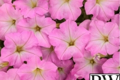 PETUNIA SUPERTUNIA MINI VISTA PINK CLOUD PROVEN WINNER QT / 8CT FLAT