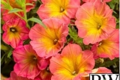 PETUNIA SUPERTUNIA PERSIMMON PROVEN WINNER QT / 8CT FLAT