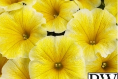 PETUNIA SUPERTUNIA SAFFRON FINCH PROVEN WINNER QT / 8CT FLAT