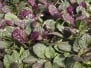 Groundcover 
