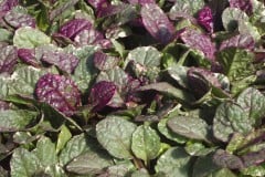 AJUGA BURGUNDY GLOW QT / 8CT FLAT