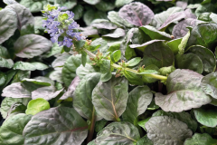 AJUGA CATLINS GIANT QT / 8CT FLAT