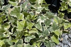 HEDERA HELIX  WHITE WONDER QT / 8CT FLAT