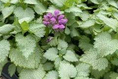 LAMIUM ORCHID FROST QT / 8CT FLAT