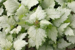 LAMIUM GHOST QT / 8CT FLAT
