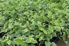 VINCA MAJOR VARIEGATED 4"