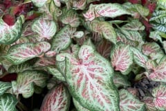 CALADIUM STRAP LEAF CANDYLAND 4"
