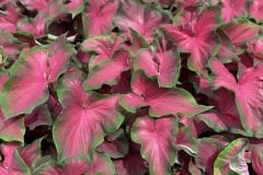 CALADIUM STRAP LEAF ROSEMARY 4"