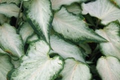 CALADIUM STRAP LEAF WHITE PEARL 4"