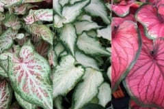 CALADIUM STRAP LEAF YC SUN MIX 4"