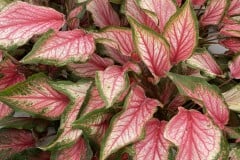 CALADIUM STRAP LEAF PINK GEM 4"
