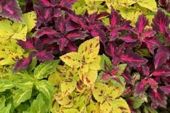COLEUS SHADE YC SHADE MIX 4"